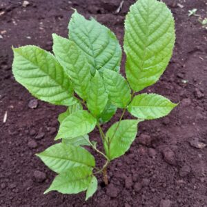 Croton Macrostachys