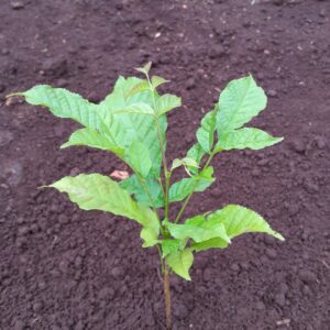 Prunus Africana
