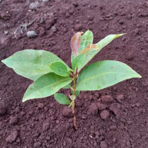 Croton megalocarpus